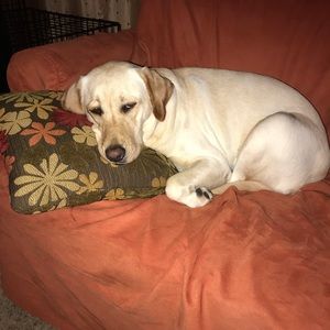 Meet your Posher, Amy